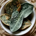 Crispy Fried Sage Leaf Appetizer That Will Wow Your Guests 5 fried sage leaf appetizer